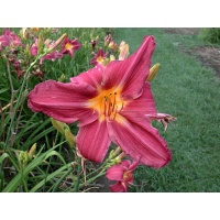 daylilies: HIGH POINT (VT)