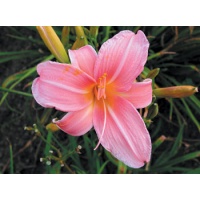 daylilies: HURRICANE EDUARD (VT)