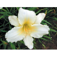 daylilies: JOHN RUSS