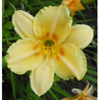 daylilies: JOYFUL RETURN