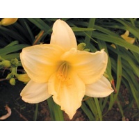daylilies: JUNIOR TRUMPET (WI)