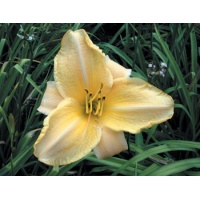 daylilies: LACY LUCY (VT)