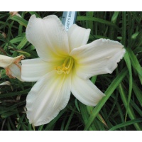 daylilies: LADY'S BRIM