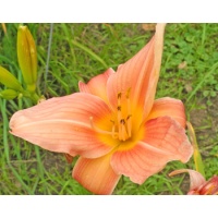 daylilies: LARGE ROSE (VT)