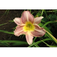 daylilies: AUBERGINE DELIGHT