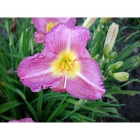 daylilies: LAVENDER LUXURY
