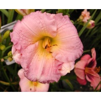 daylilies: LAVENDER MINUTIA