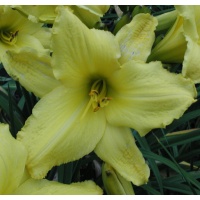 daylilies: LEMON LACE