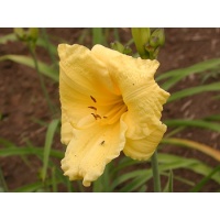 daylilies: LEMON LOLLIPOP