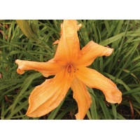 daylilies: LILY DACHE