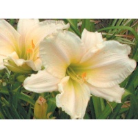 daylilies: LIME SORBET (VT)