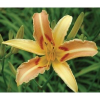 daylilies: LINDA