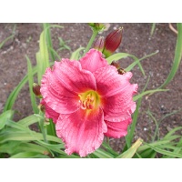 daylilies: LITTLE CRANBERRY COVE