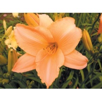 daylilies: LITTLE FLOCK