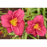 daylilies: LITTLE GRAPETTE