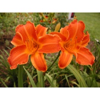 daylilies: AUTUMN FIRES (VT)
