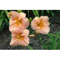 daylilies: LITTLE ROSY CLOUD