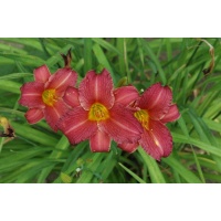 daylilies: LITTLE WINE CUP