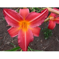 daylilies: LOLLIPOP CERISE (VT)