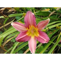 daylilies: AUTUMN GARNET (VT)