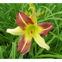 daylilies: MAGIC DAWN