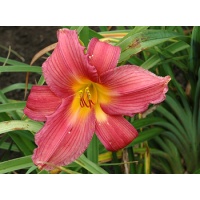 daylilies: MAKE WAY (VT)