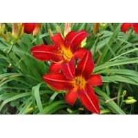 daylilies: MATCH FIRE (VT)