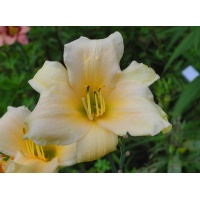 daylilies: MELON SPIRE