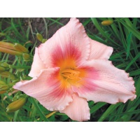 daylilies: DESIGNER GOWN