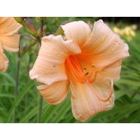 daylilies: BABY FACE (VT)
