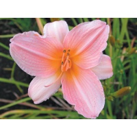 daylilies: MIA (VT)