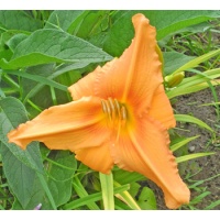 daylilies: MING TANGERINE (VT)
