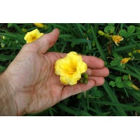 daylilies: MINI STELLA