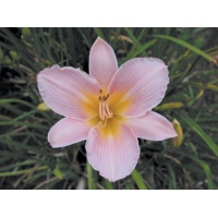 daylilies: BABY POWDER (VT)