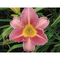 daylilies: NORA (VT)