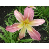 daylilies: NOVA LAVENDER (VT)