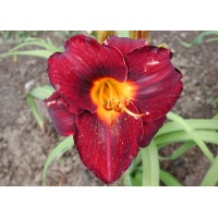 daylilies: OBSIDIAN