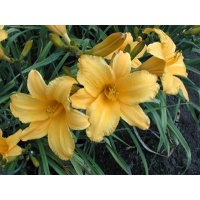 daylilies: OLALLIE ALLYSON