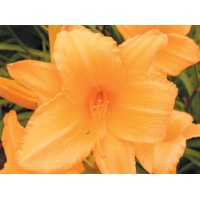 daylilies: OLALLIE GEORGE DARROW