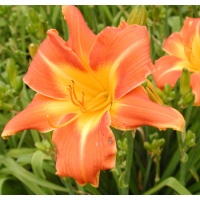 daylilies: OLALLIE KATHLEEN
