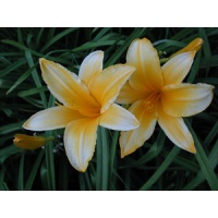 daylilies: OLALLIE ORANGE