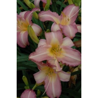 daylilies: OLALLIE ORCHID