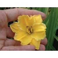 daylilies: OLALLIE PETITE