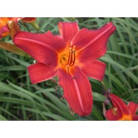 daylilies: OLALLIE RED