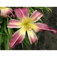 daylilies: BEAU CHAPEAU (VT)
