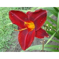 daylilies: OLALLIE ROYAL VELVET