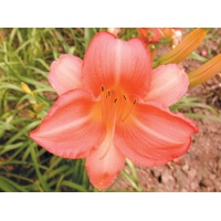 daylilies: OLALLIE SANDRA
