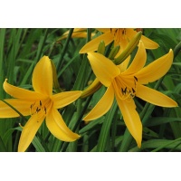 daylilies: ORANGE MAN (VT)