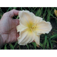 daylilies: BELIEVE IT