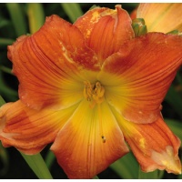 daylilies: PAT MERCER